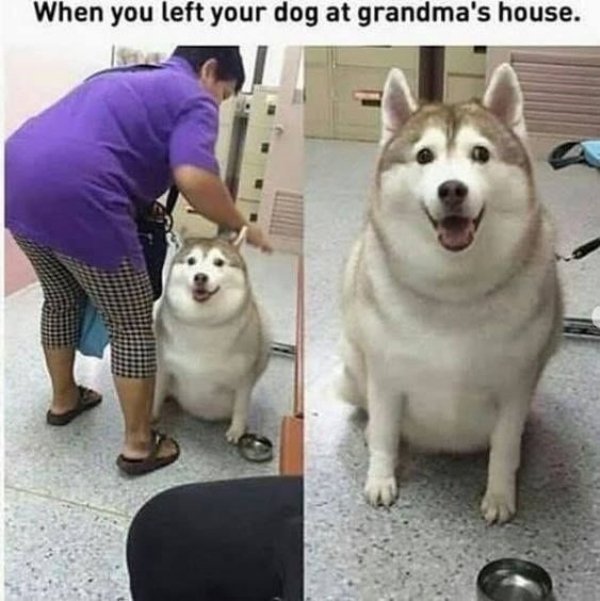 Cute Dogs Pictures (42 pics)