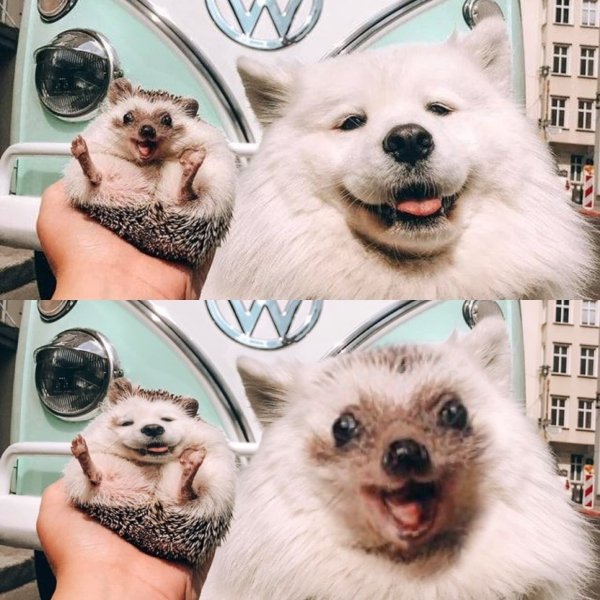 Cute Dogs Pictures (42 pics)