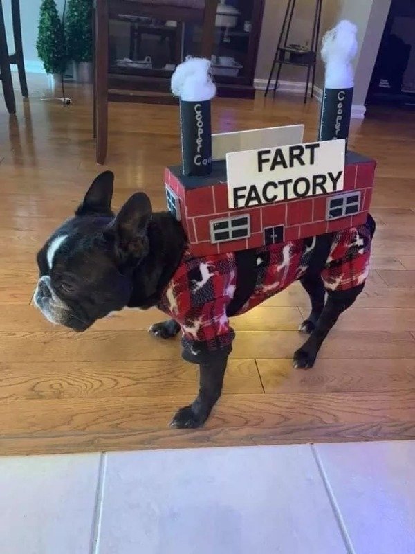 Cute Dogs Pictures (42 pics)