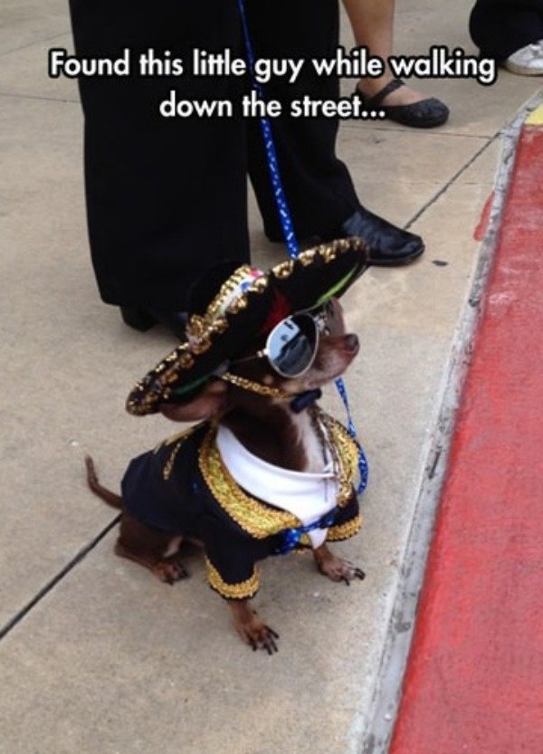 Cute Dogs Pictures (42 pics)