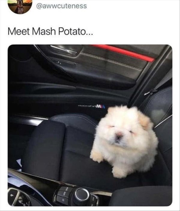 Cute Dogs Pictures (42 pics)
