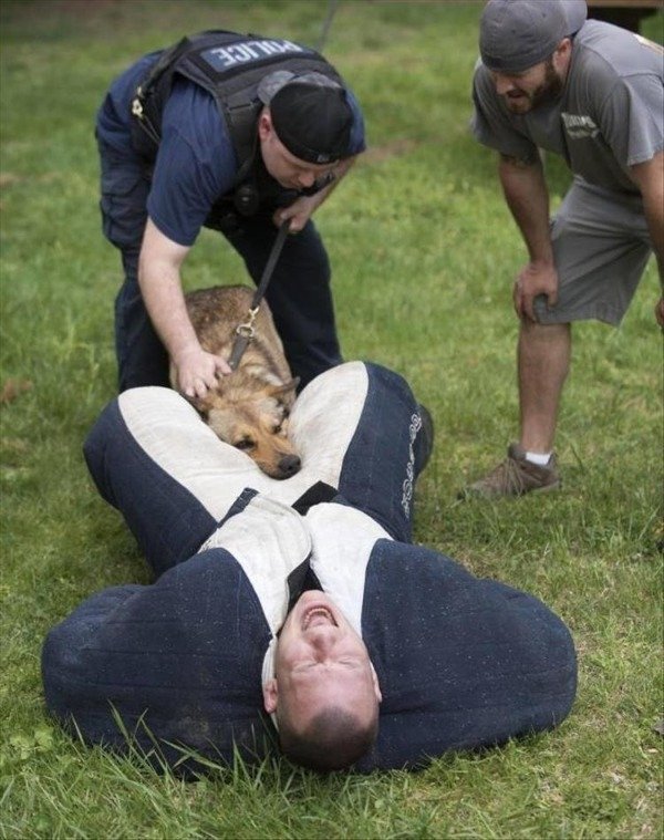 Cute Dogs Pictures (42 pics)