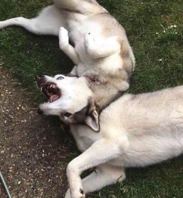 Cute Dogs Pictures (42 pics)
