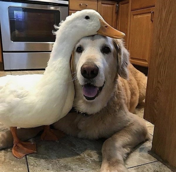 Cute Dogs Pictures (42 pics)