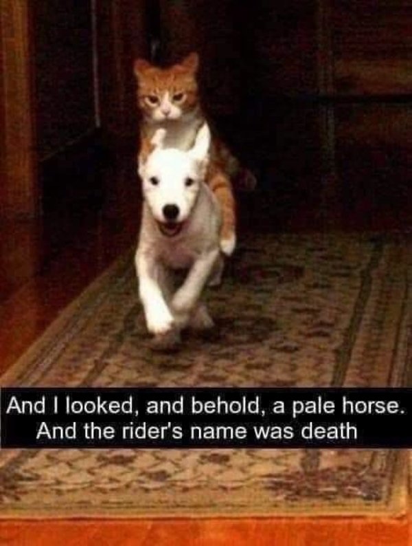 Cute Dogs Pictures (42 pics)