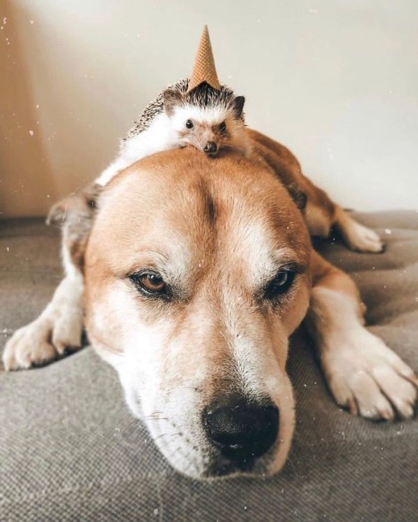 Cute Dogs Pictures (42 pics)