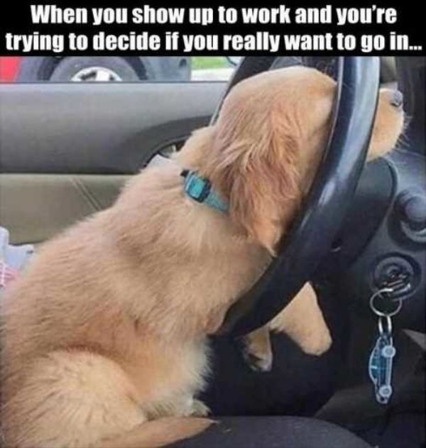 Cute Dogs Pictures (42 pics)