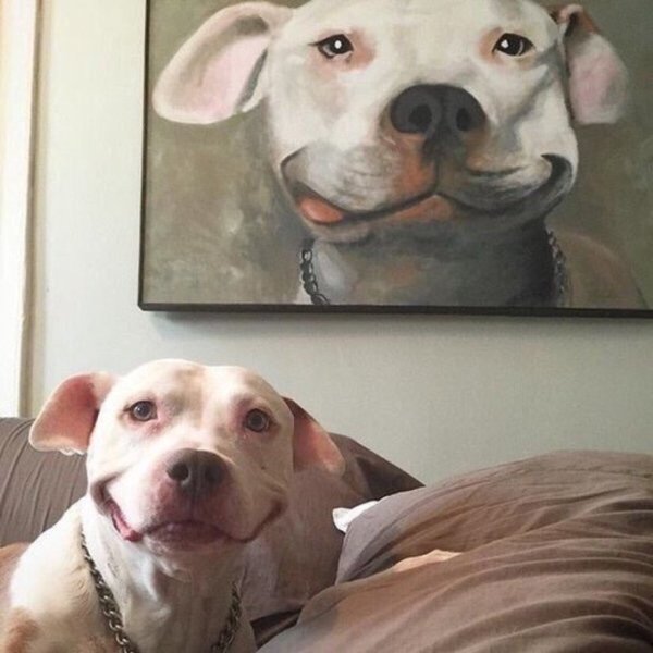 Cute Dogs Pictures (42 pics)