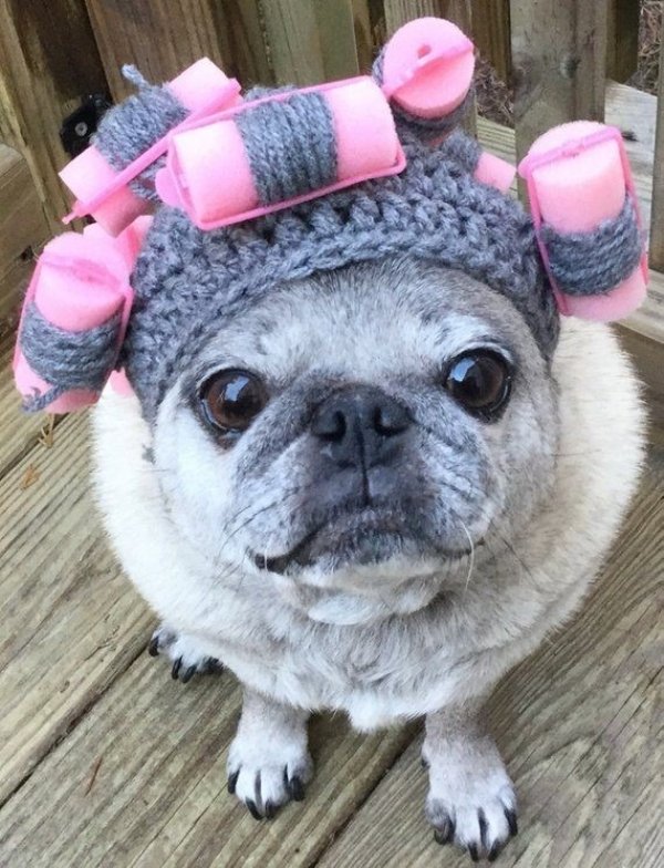 Cute Dogs Pictures (42 pics)