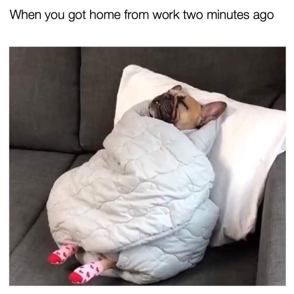 Cute Dogs Pictures (42 pics)