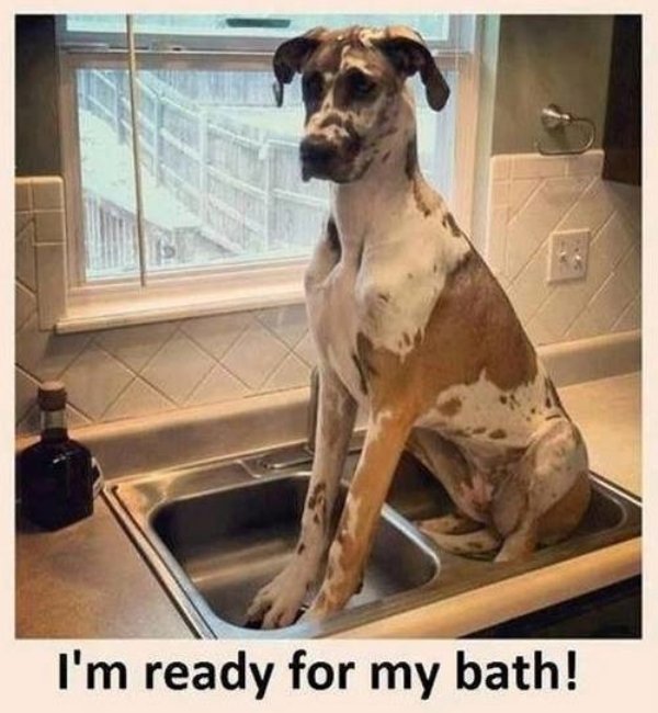 Cute Dogs Pictures (42 pics)