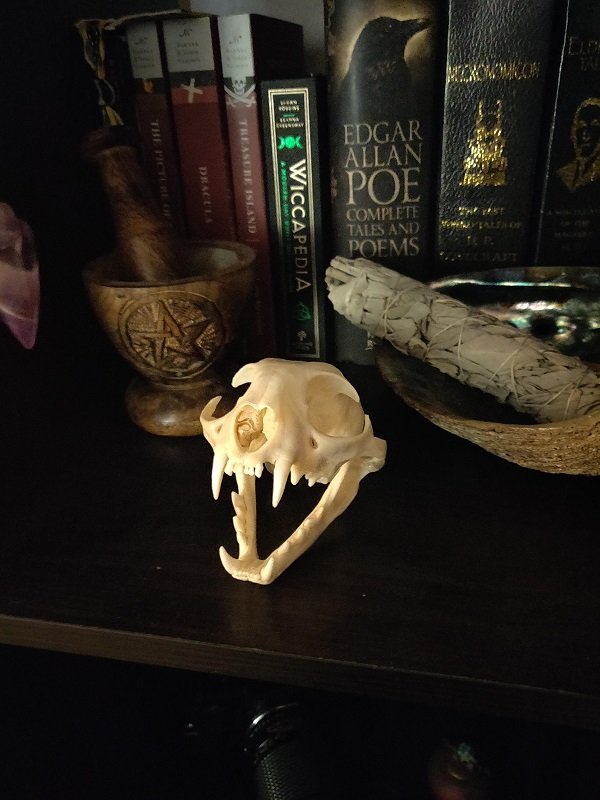 Spooky But Interesting Oddities (25 pics)