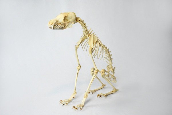 Spooky But Interesting Oddities (25 pics)