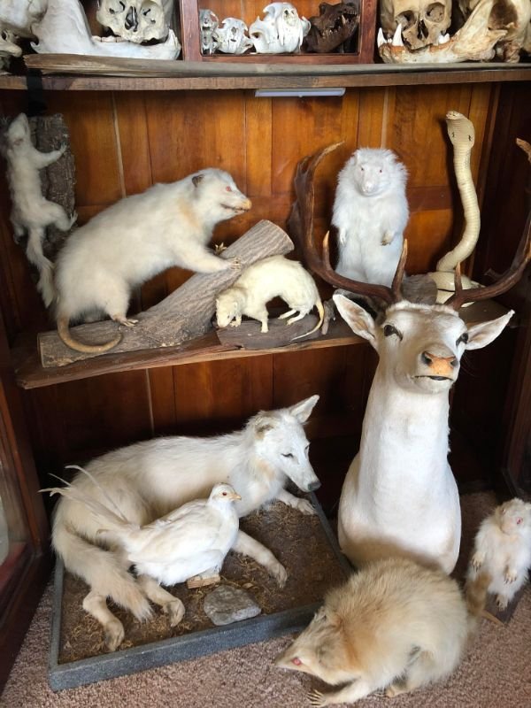 Spooky But Interesting Oddities (25 pics)