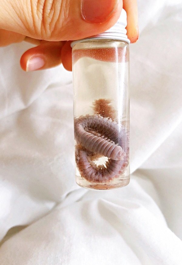 Spooky But Interesting Oddities (25 pics)