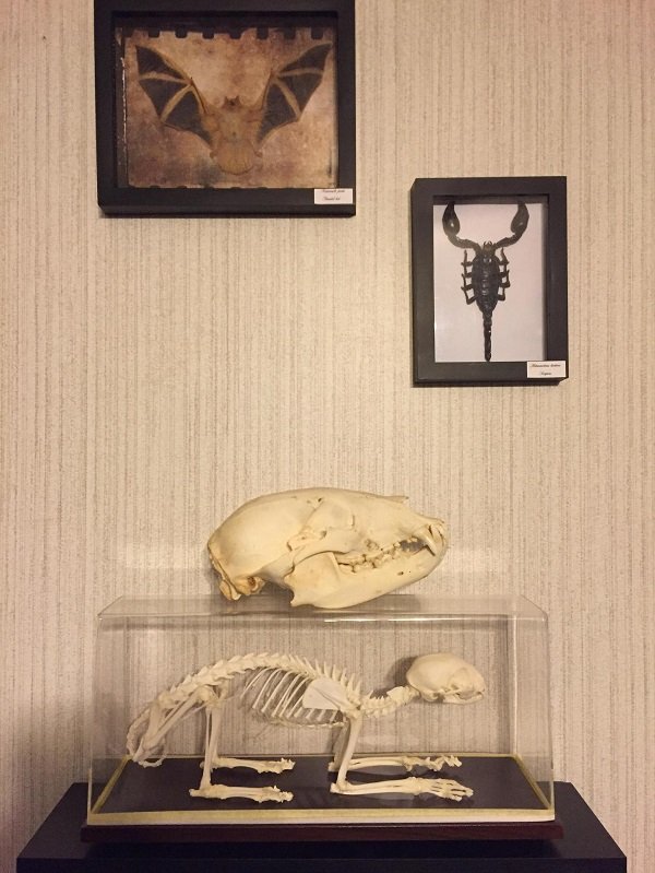 Spooky But Interesting Oddities (25 pics)