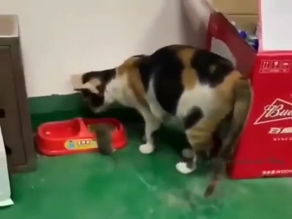 Sharing Food With Friend