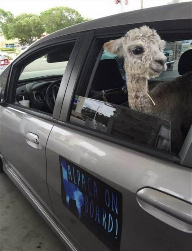 Acid Picdump. Part 1 (95 pics)