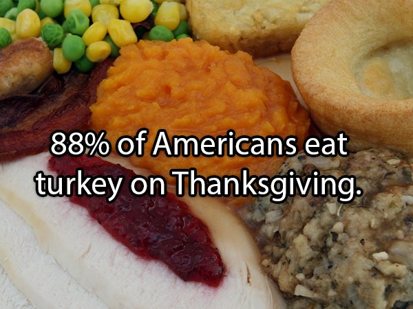 Facts About Turkeys (24 pics)