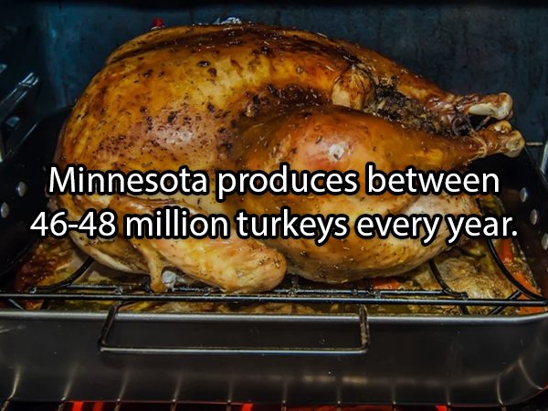 Facts About Turkeys (24 pics)