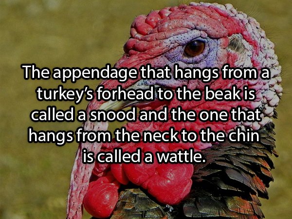 Facts About Turkeys (24 pics)