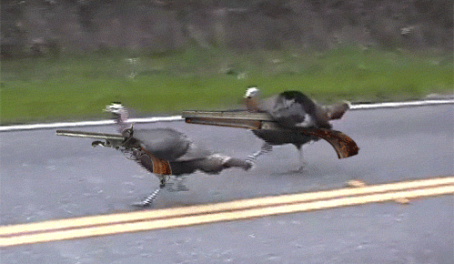 Facts About Turkeys (24 pics)