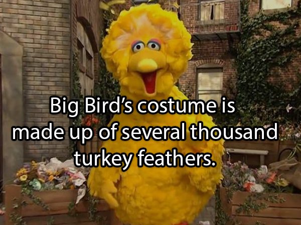 Facts About Turkeys (24 pics)