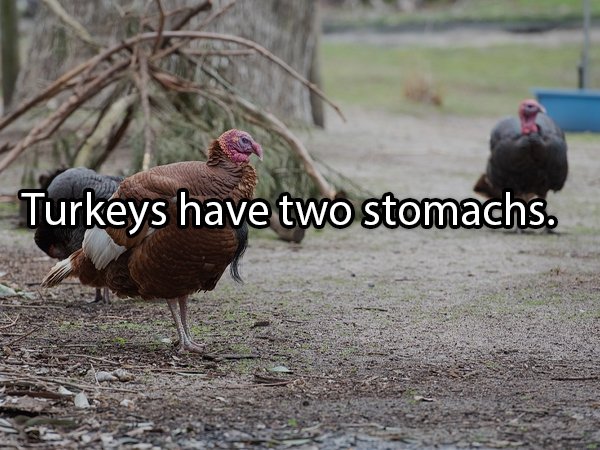 Facts About Turkeys (24 pics)