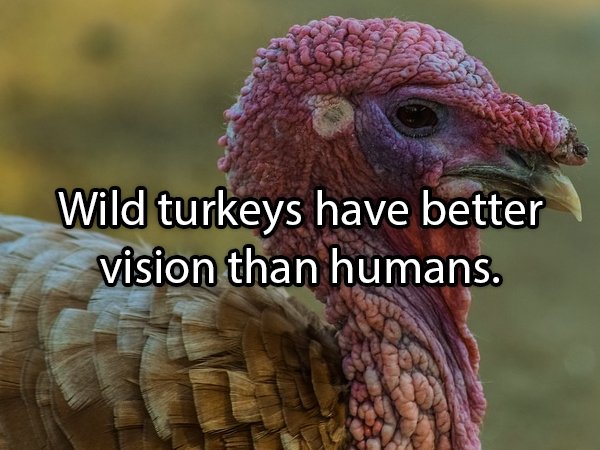 Facts About Turkeys (24 pics)