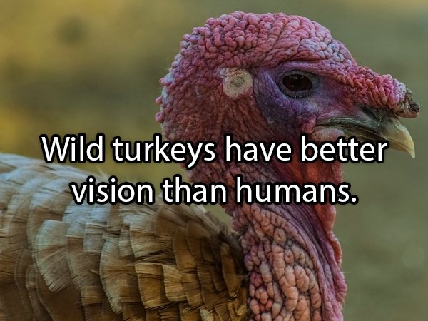 facts-about-turkeys-24-pics