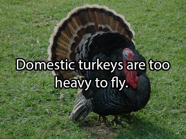 Facts About Turkeys (24 pics)