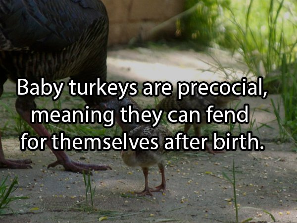 Facts About Turkeys (24 pics)