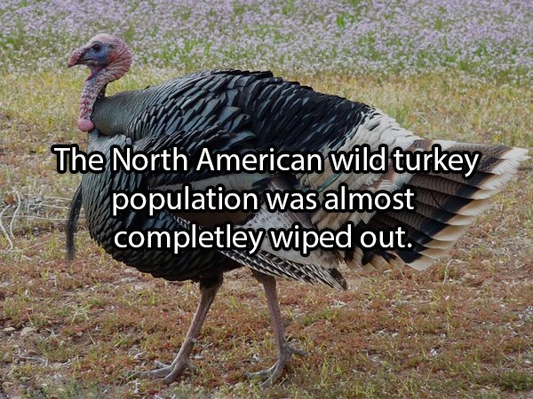 Facts About Turkeys (24 pics)
