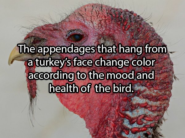 Facts About Turkeys (24 pics)