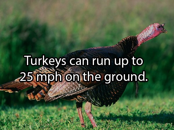 Facts About Turkeys (24 pics)