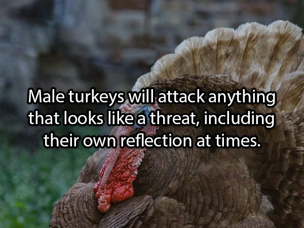 Facts About Turkeys (24 pics)