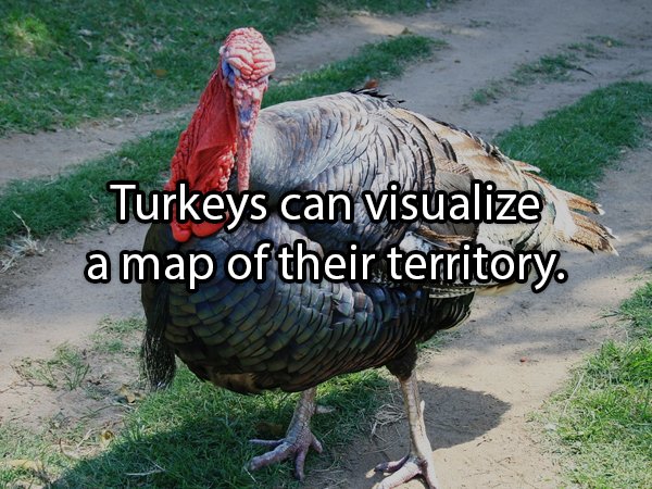 Facts About Turkeys (24 pics)