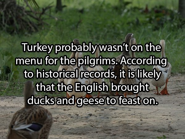 Facts About Turkeys (24 pics)
