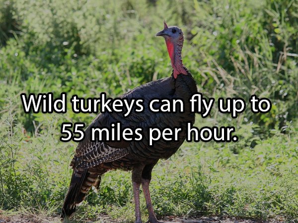 Facts About Turkeys (24 pics)