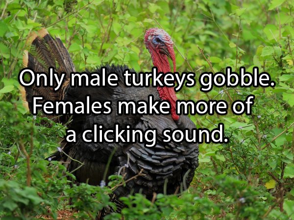 Facts About Turkeys (24 pics)