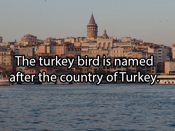 Facts About Turkeys (24 pics)