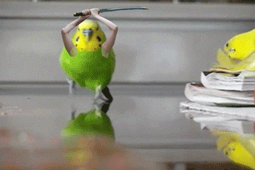 If Birds Had Arms (20 gifs)