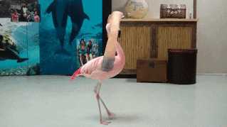 If Birds Had Arms (20 gifs)