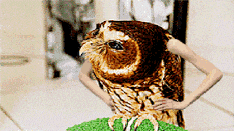 If Birds Had Arms (20 gifs)