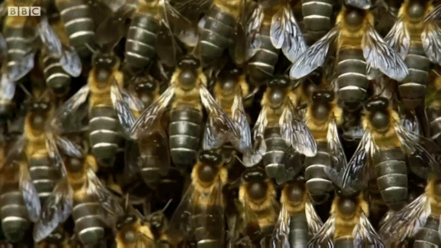 Acid Gifdump, November 21 (25 gifs)