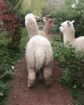 Acid Gifdump, November 21 (25 gifs)