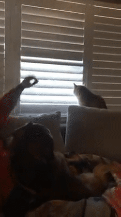 Acid Gifdump, November 21 (25 gifs)
