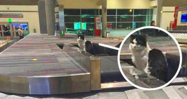 Strange Things In The Airports (44 pics)