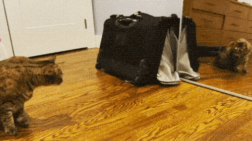 What's Going On Here? (18 gifs)