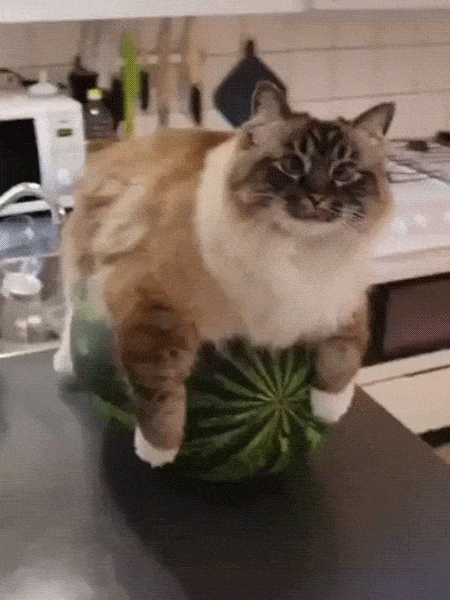 Acid Gifdump, November 26 (25 gifs)